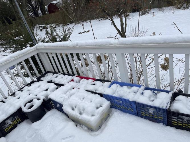 Winter sowing in upcycled containers creates stronger seedlings in spring