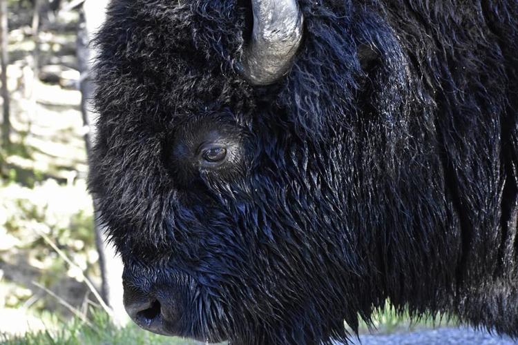 US to focus bison restoration on expanding tribal herds