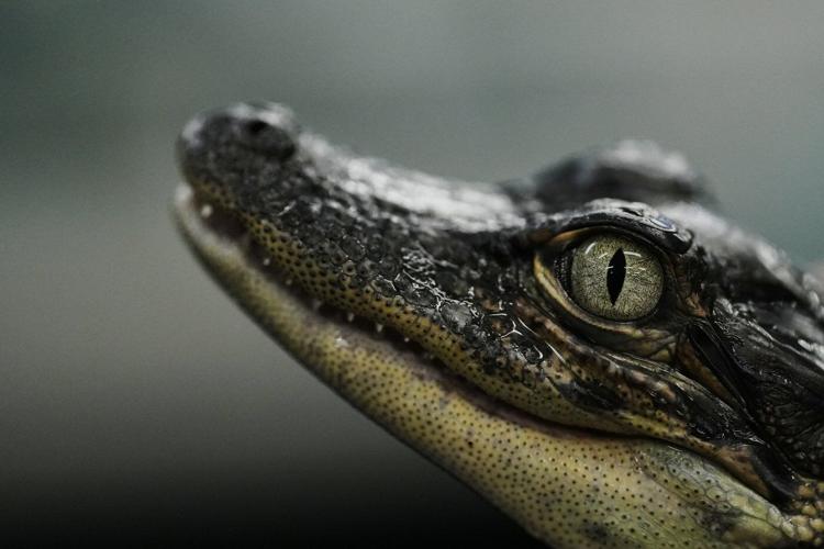 Louisiana's alligator farms raise the reptiles for meat, skins - and conservation