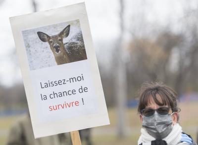 Montreal suburb declares 'end of deer saga' after killing 105 animals in urban park