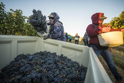 Inside scientists' mission to save America’s wine industry from climate change