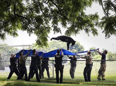 A tranquilized black bear takes a dive from a tree, falls into a waiting tarp