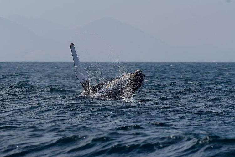 Sightings of humpback whales surge in Rio de Janeiro, fueling demand for whale-watching trips