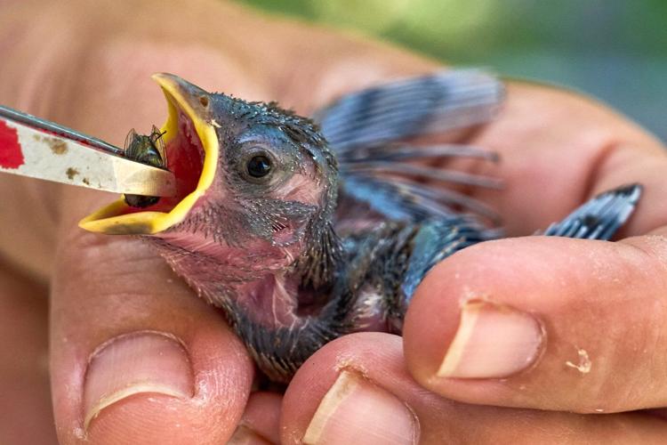 People aren’t the only ones hit by heat. What to do if you see wildlife affected by hot temperatures