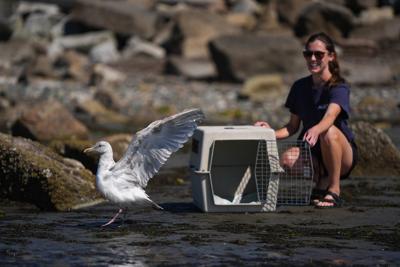 Gull pierced by a barbecue skewer is released in B.C. after wildlife centre's care