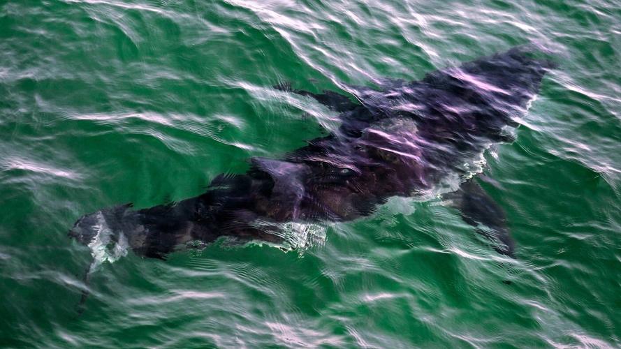Governments endorse greater protections for sharks amid concerns about overfishing
