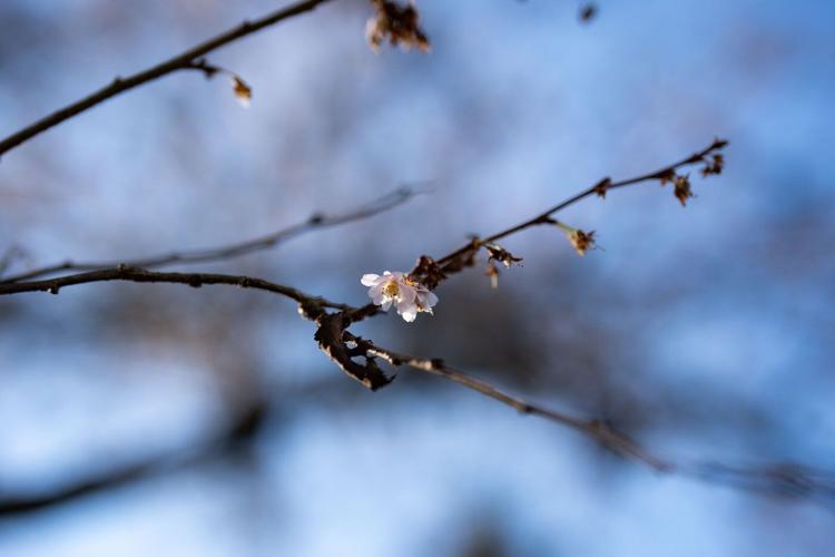 B.C.'s balmy January brings out blossoms, but a cold snap could put plants in peril