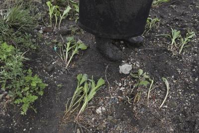 Kenya's dramatic flooding sweeps away a central part of the economy: Its farms