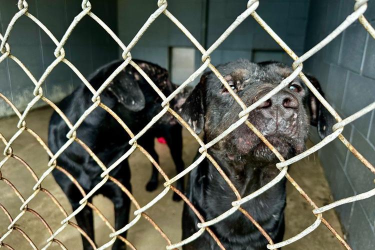 Animal advocates rush to save more than 200 dogs in Mississippi before winter storm