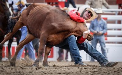 Steer, two horses euthanized at Calgary Stampede rodeo competition