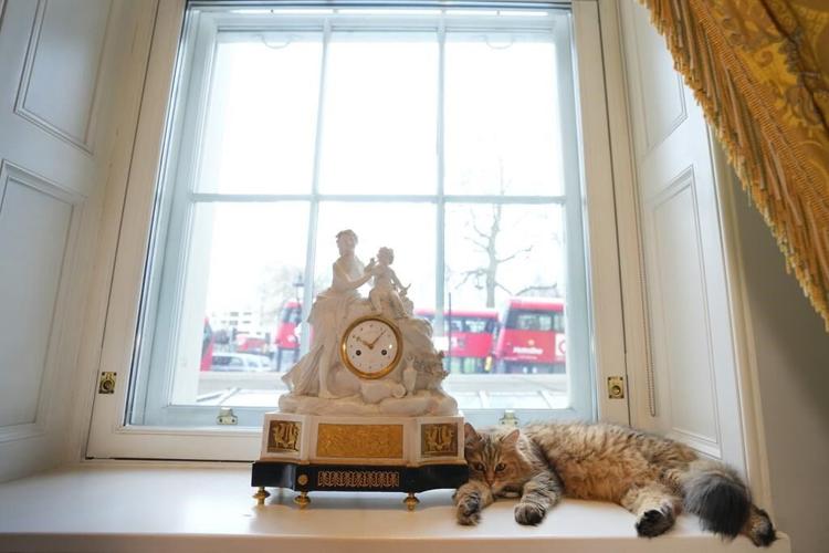 A cat's the star at these venues around the world, from museums to bars to government offices