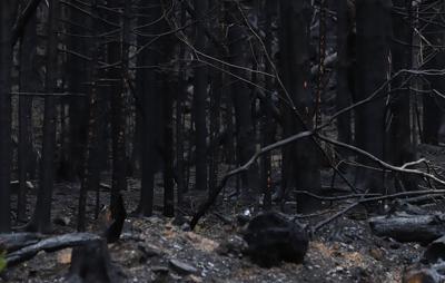 Un Canadien sur quatre dit avoir été affecté par les incendies de forêt cette année