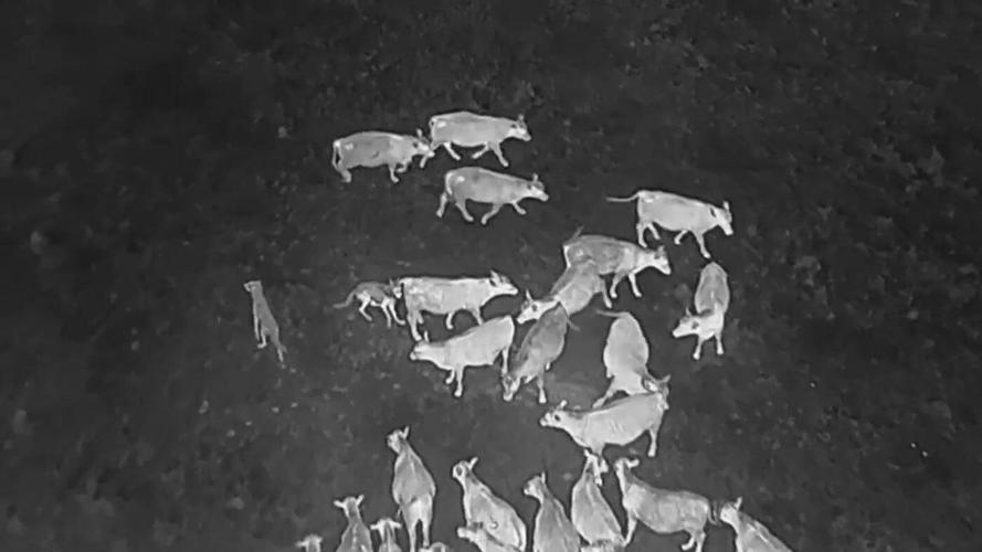 Drones blasting AC/DC and Scarlett Johansson are helping biologists protect cattle from wolves