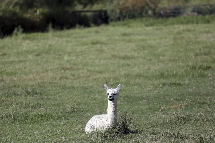 Lost children live on at Arizona refuge for the grieving