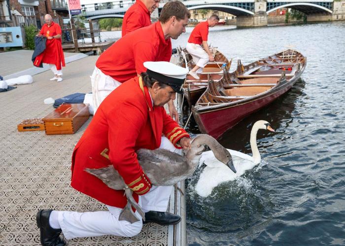 King Charles' annual swan census begins on the River Thames