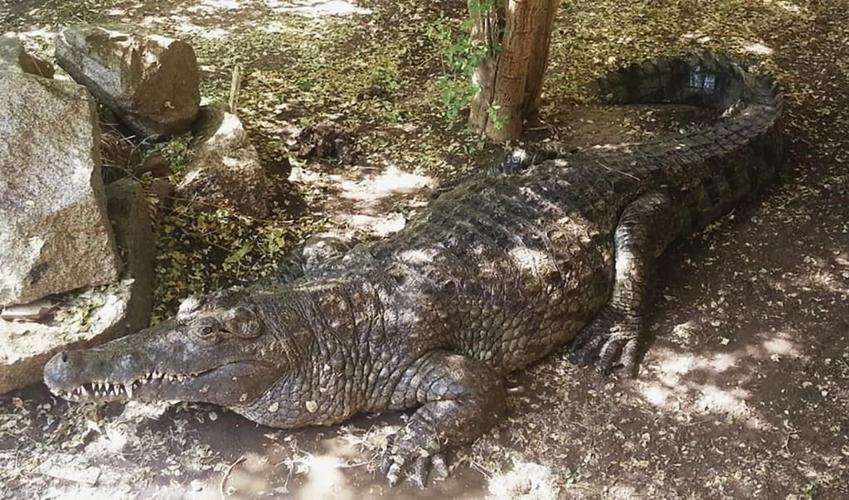 Fears over scores of zoo animals caught in Sudan crossfire