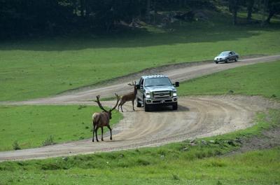 Deux hommes accusés d'avoir tué quatre bêtes dans un parc animalier de Montebello