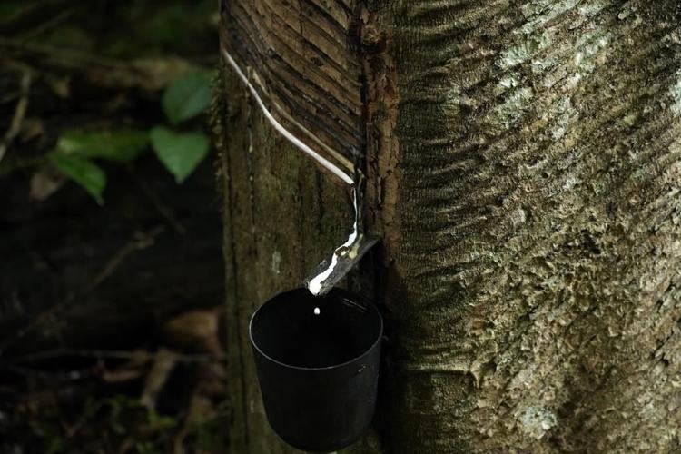 Governments are gathering to talk about the Amazon rainforest. Why is it so important to protect?