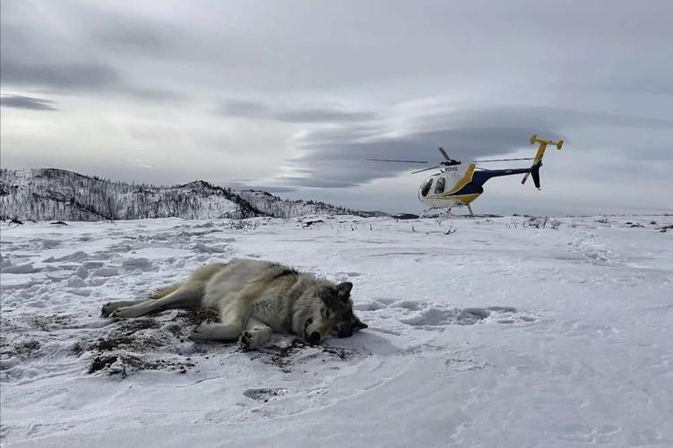 Judge denies cattle industry's request to temporarily halt wolf reintroduction in Colorado
