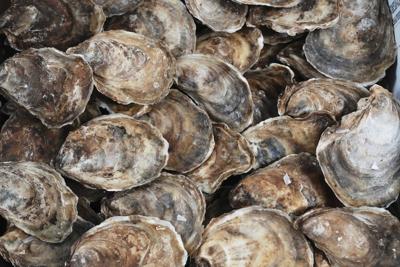 Oyster season opens in P.E.I. for first time since detection of MSX parasite