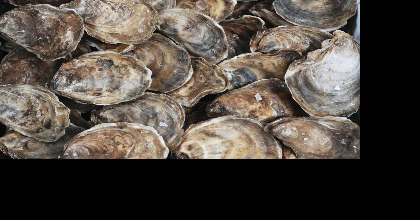 Dermo disease confirmed in Quebec, P.E.I. oysters | Politics ...