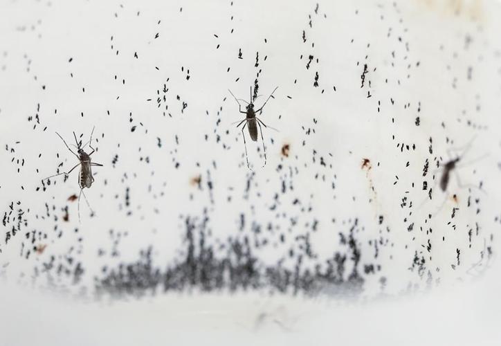 Special mosquitoes are being bred to fight dengue. How the old enemies are now becoming allies