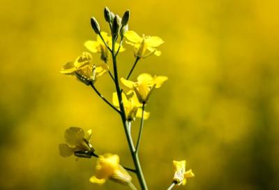 Des gestes de Pékin sur le canola pourraient avoir un impact d'un milliard de dollars
