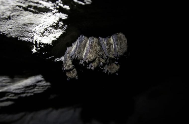 Tiny bats provide 'glimmer of hope' against a fungus that threatened entire species