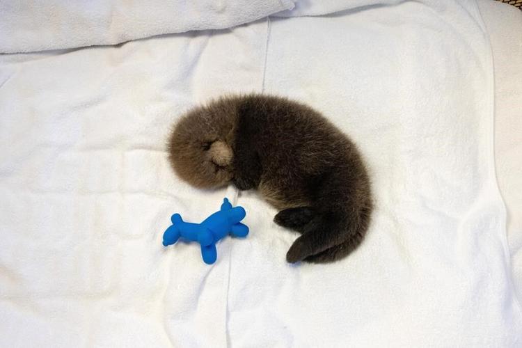 Une deuxième loutre de mer en moins d’un mois est sauvée en Colombie-Britannique