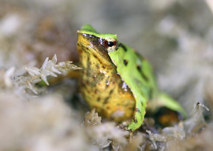 Tiny endangered Chilean froglets are born in London after a mission to save them from extinction