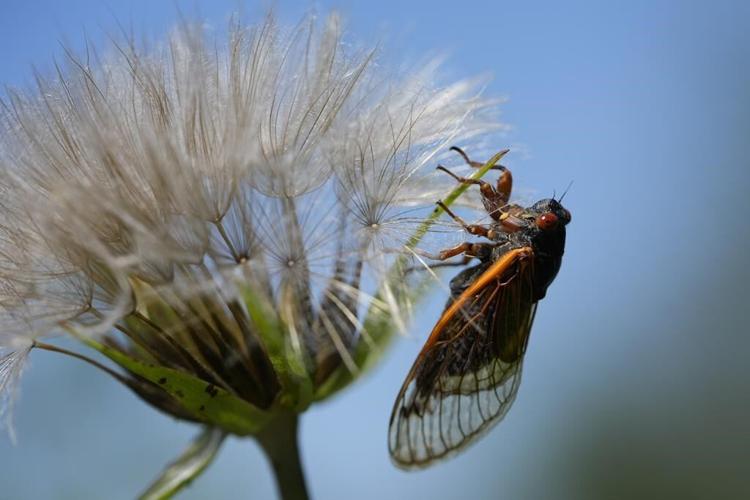 How do cicadas make their signature sound, so eerie and amazingly loud?