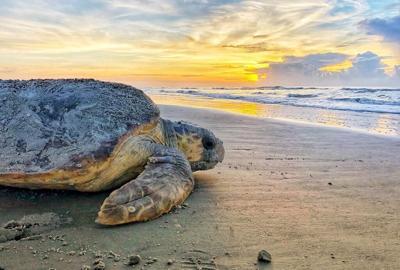 US agency plans deeper study of sea turtles, dredging threat