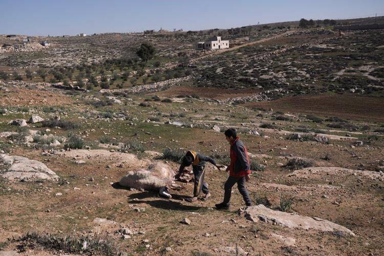 Israeli settlers forcibly enter Palestinian home and kill sheep in latest West Bank attack