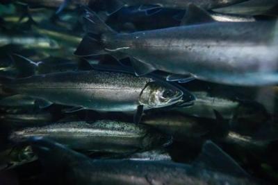 B.C. environmental groups request review of tire chemical linked to salmon deaths