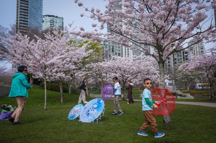 Photo-Gallery-BC-Cherry-Blossoms 09