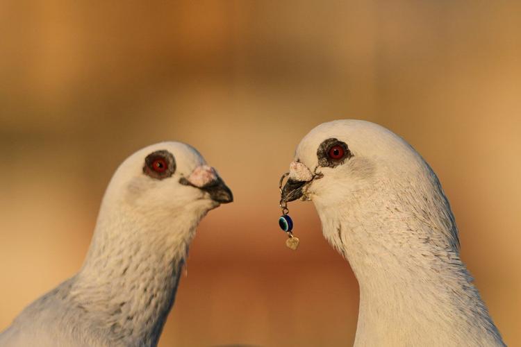 Photos of a Beirut woman's rooftop sanctuary for pigeons