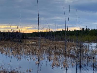 Caution urged as mining companies eye critical minerals below Quebec boreal forest