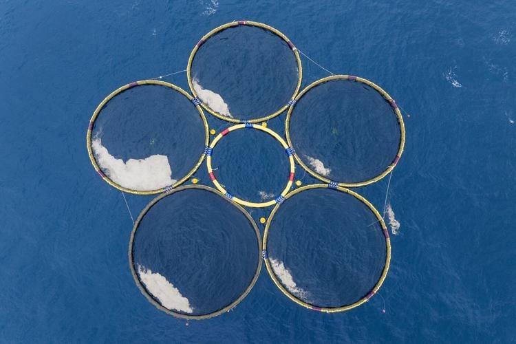 Company's carbon credits raise questions about unproven ocean technology to fight global warming