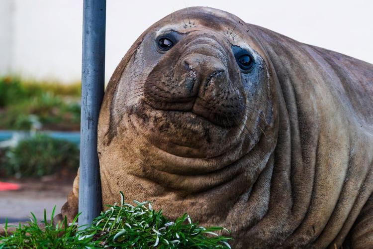 Australian officials ask fans to respect the privacy of Neil, a 1-ton seal who respects nothing