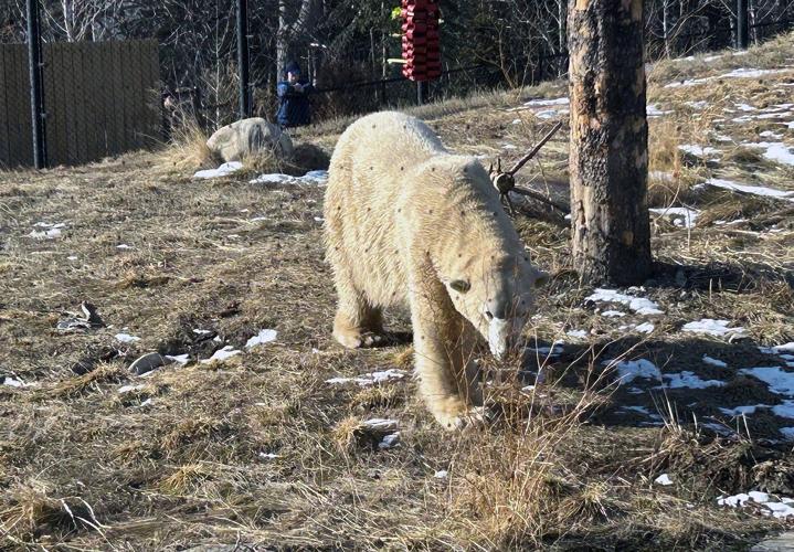 'He's the extrovert': Calgary Zoo introduces new polar bear, Yelle, to the public