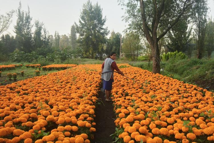 This orange flower cloaks Mexico during Day of the Dead. Climate change is putting it at risk