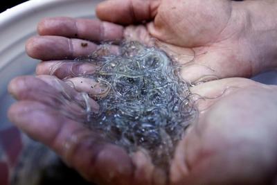 Five things to know about Canada's lucrative baby eel fishery