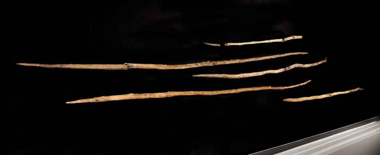 Ancient wooden spears found in Germany may have been wielded by Neanderthals, a new study suggests