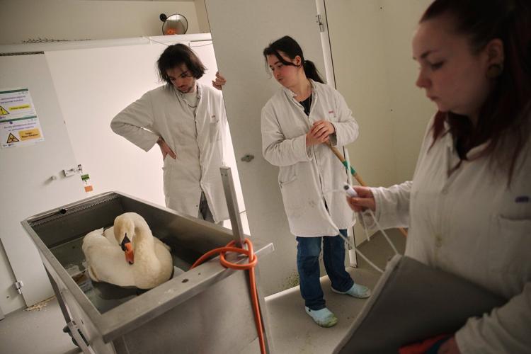 No cuddles, but lots of care: How a Paris-area wildlife hospital keeps rescued animals wild