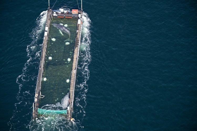 Humpback whale 'Timmy' released in the North Sea after weeks stranded off Germany