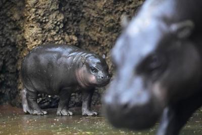 A rare male pygmy hippo born in a Czech zoo debuts his first photoshoot