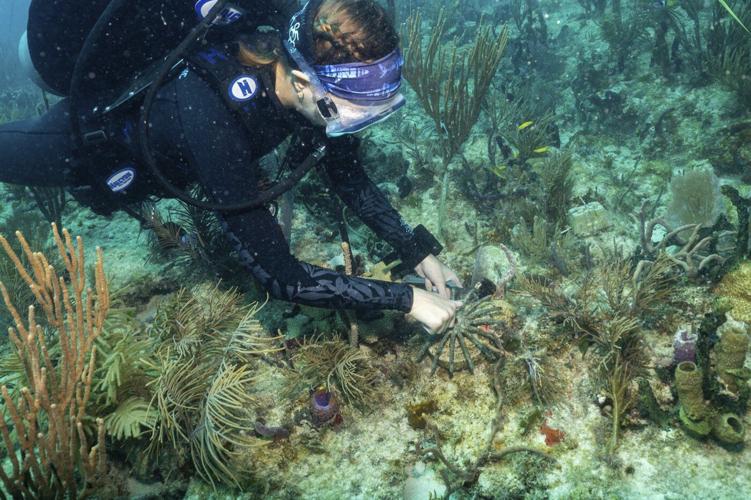 Scientists transplant crossbred corals to help save Miami's reefs from climate change