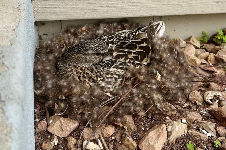 Did you find an animal nesting near your house? Here's what to do