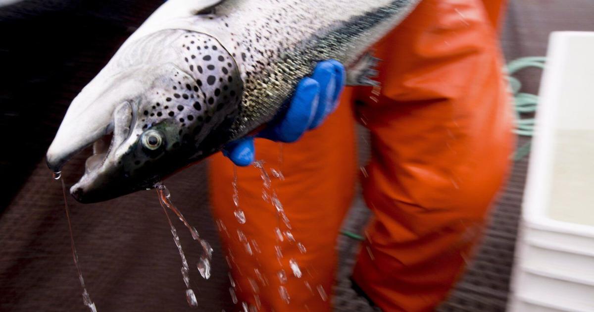 Fish Aim Nova Scotia advocacy group takes aim at province's bid to promote open ...