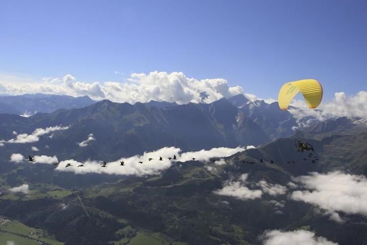 This bird species was extinct in Europe. Now it's back, and humans must help it migrate for winter